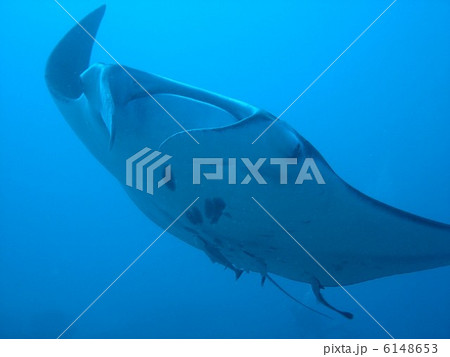 マンタ マンタ 6148653