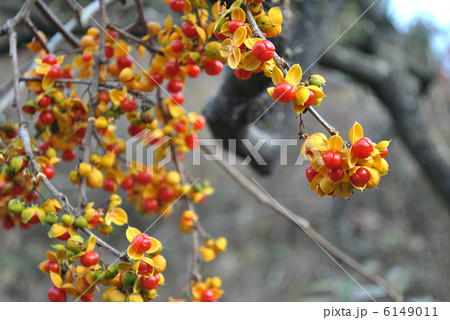 ウメモドキ ウメモドキ 6149011