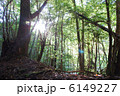朝日に照らされる森 6149227