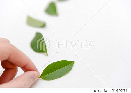 木の葉をつまむ 6149231