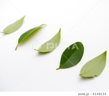 木の葉　5枚 6149234