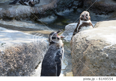 ペンギン 6149554