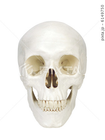 human scull isolated on white background human scull isolated on white background 6149750