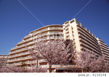 マンションと桜 6150248