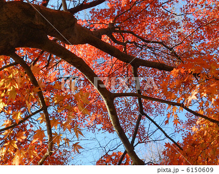 もみじ もみじ 6150609