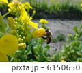 花の蜜を集めるミツバチ 6150650