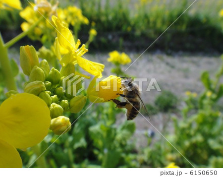 花の蜜を集めるミツバチ 花の蜜を集めるミツバチ 6150650