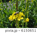 菜の花の上のミツバチ 6150651