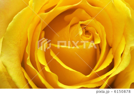 yellow rose 6150878