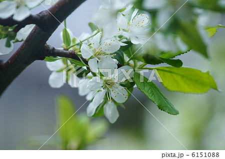 プルーン　日本名は西洋李。 6151088