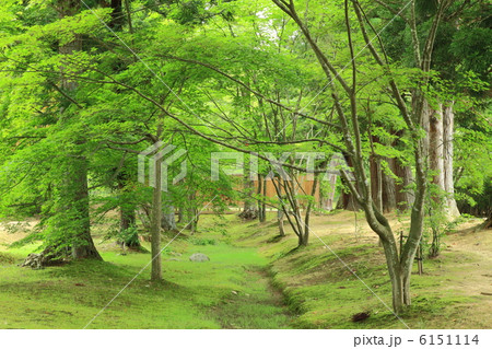 毛越寺 庭園-平泉にて 毛越寺 庭園-平泉にて 6151114
