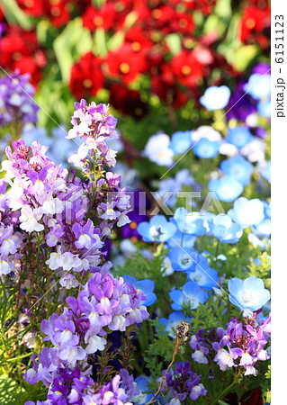 春のフラワーガーデン 6151123