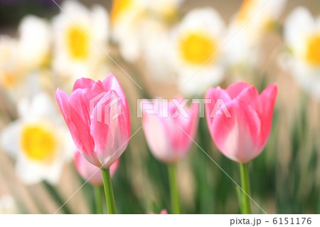 チューリップ チューリップ 6151176