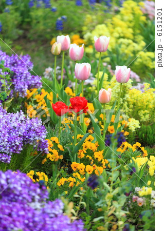 春のフラワーガーデン 春のフラワーガーデン 6151201