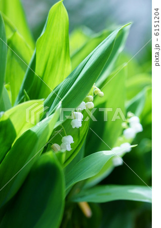 鈴蘭　別名は君影草きみかげそう。 6151204