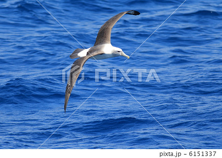 ハジロアホウドリ 6151337