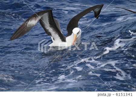 キャンベルアホウドリ 6151341