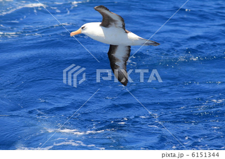 キャンベルアホウドリ 6151344