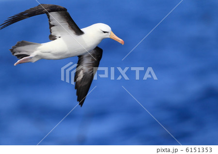 キャンベルアホウドリ キャンベルアホウドリ 6151353