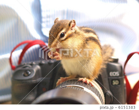 カメラの上のシマリス カメラの上のシマリス 6151383