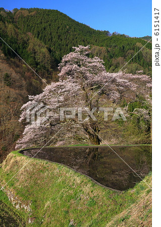 駒つなぎの桜 駒つなぎの桜 6151417