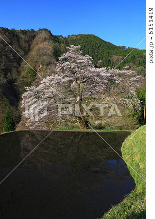駒つなぎの桜 駒つなぎの桜 6151419