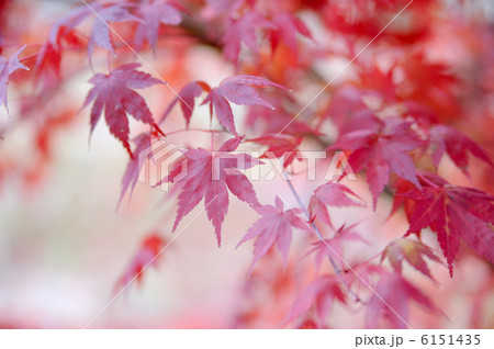 いろはもみじ 6151435