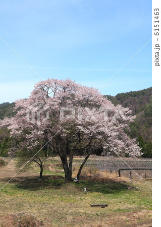 長野県・阿智村 御所桜 6151463