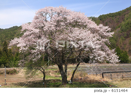 長野県・阿智村 御所桜 6151464
