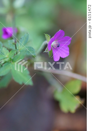 赤花現の証拠 またの名を神輿草みこしぐさ。 赤花現の証拠 またの名を神輿草みこしぐさ。 6151472