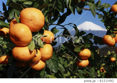 papa641 papa641 6151492