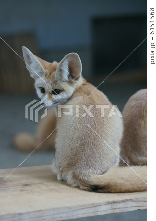 フェネック 大きな耳の小さな狐です。 フェネック 大きな耳の小さな狐です。 6151568