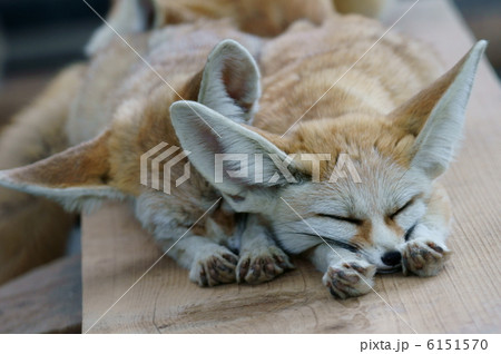 フェネック　大きな耳の小さな狐です。 6151570