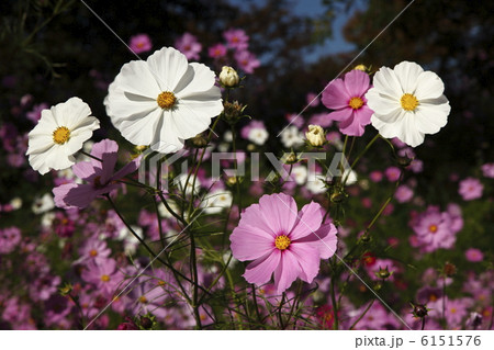 コスモス コスモス 6151576