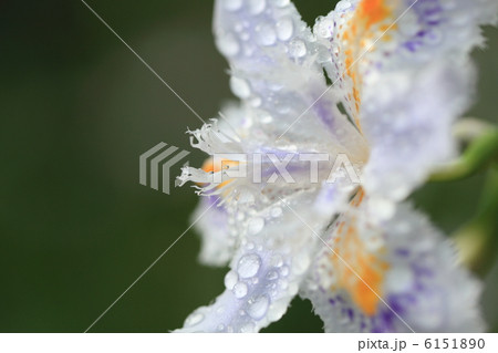 著莪(シャガ) 著莪(シャガ) 6151890