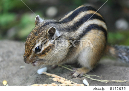 エゾシマリス 6152036