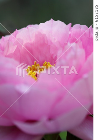 牡丹　八千代椿 6152185