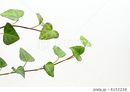 ハート型の蔓葉 ハート型の蔓葉 6152239