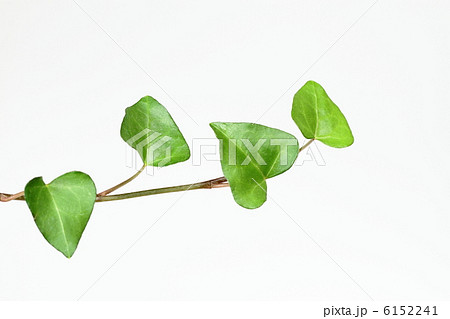 ハート型の蔓葉 6152241