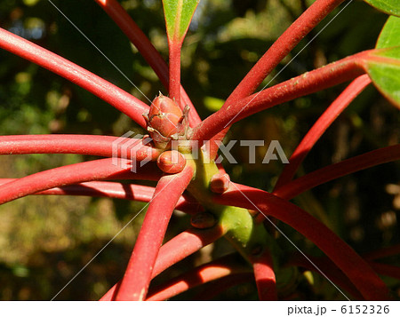 ユズリハの頂芽（冬芽） 6152326