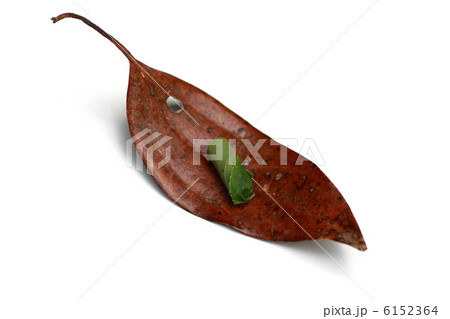 オトシブミの揺籃 オトシブミの揺籃 6152364