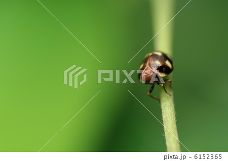 マルウンカ マルウンカ 6152365