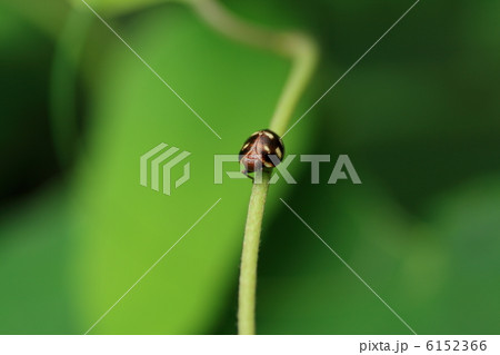 マルウンカ 6152366