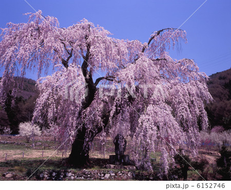 弁天さんの桜 6152746