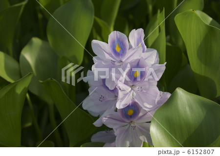 ホテイアオイ ホテイアオイ 6152807