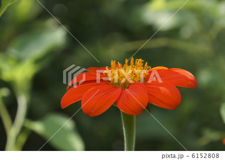 ヒャクニチソウ 6152808