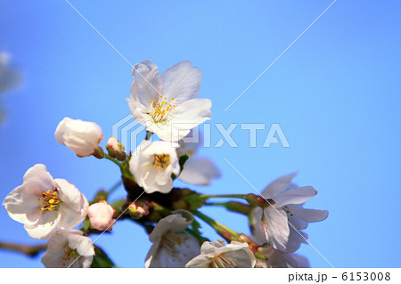 桜 桜 6153008