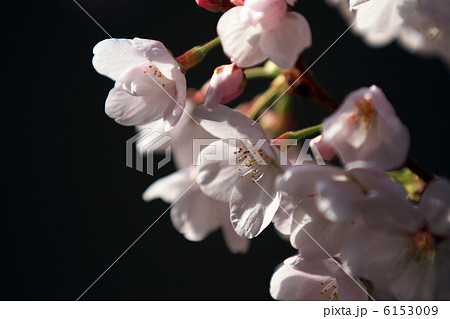 桜 桜 6153009