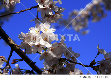 桜 6153010