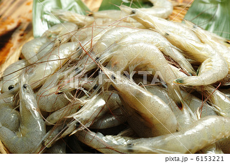 芝エビ 芝エビ 6153221